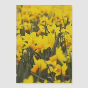 Narcissen Veld Ansichtkaart Magneet