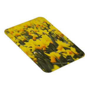 Narcissen Veld Ansichtkaart Magneet