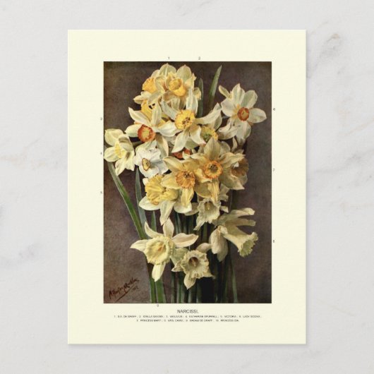 Narcissi Briefkaart (Voorkant)
