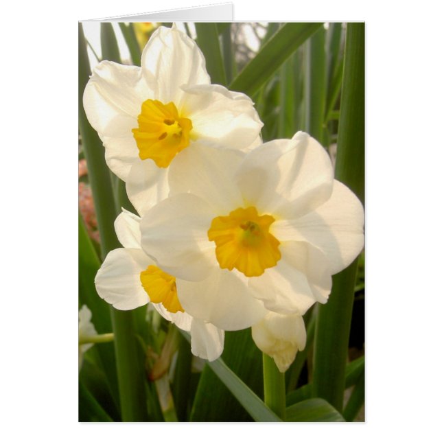 Narcissi du printemps (Devant)