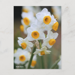 Narcissus [Briefkaart] Briefkaart