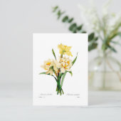 Narcissus gouani briefkaart (Staand voorkant)