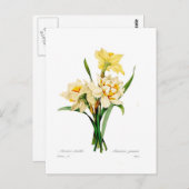 Narcissus gouani briefkaart (Voorkant / Achterkant)