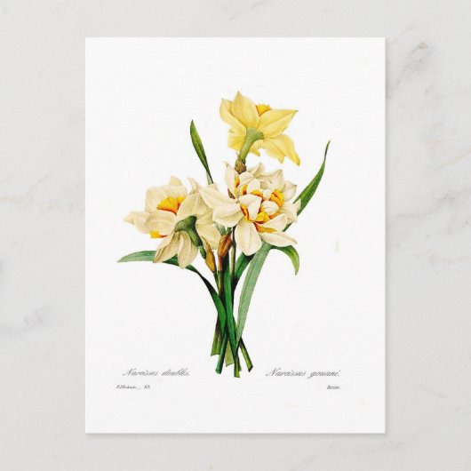 Narcissus gouani briefkaart (Voorkant)