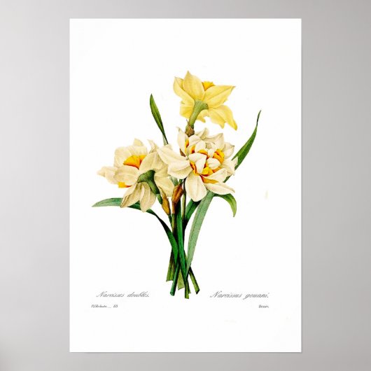 Narcissus gouani poster (Voorkant)