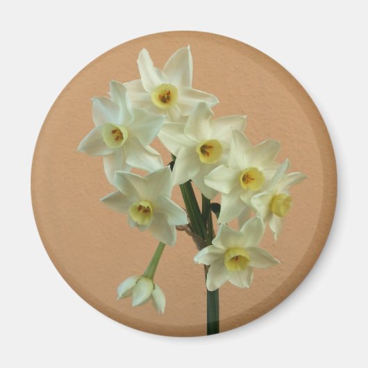 Narcissus Magnet (Devant)