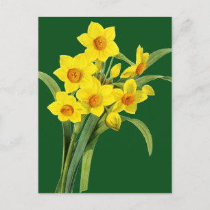 Narcissus (N Tazetta) Briefkaart