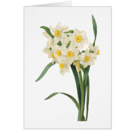 narcissus (Narcissus tazetta) van Redouté