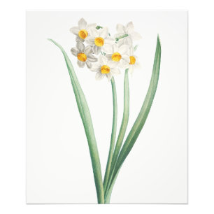 Narcissus, Pierre-Joseph Redouté, 1805 Foto Afdruk