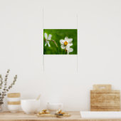 Narcissus Poster (Keuken)