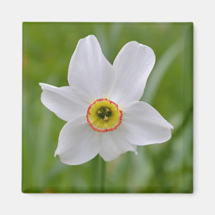 Narcissus Recurvus Flower Magnet Magneet