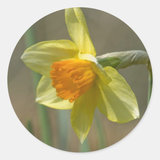 Narcissus Ronde Sticker (Voorkant)