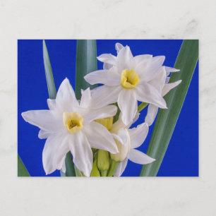 Narcissus Spring Briefkaart