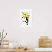 Narcissus tazetta var. poster (Keuken)