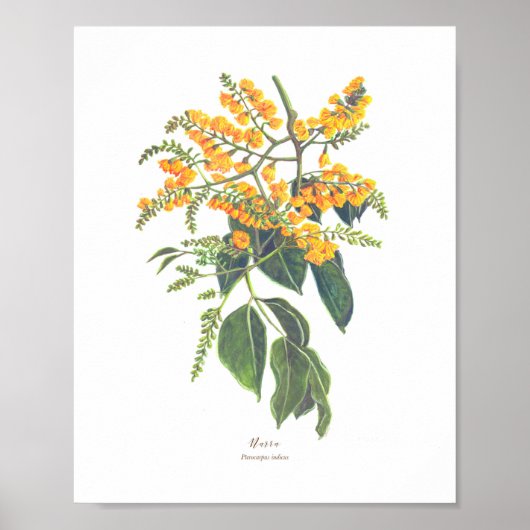 Narra (Pterocarpus indicus) Ph Forest Blooms Poster (Voorkant)