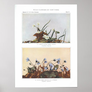 Narrow-Leaved Spring Beauty - Claytonia virginica Poster