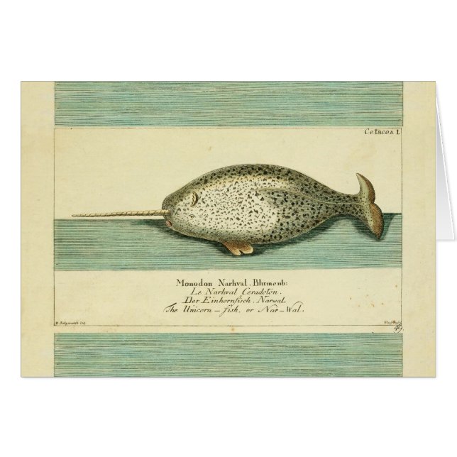 Narwhal Antiek walvis Waterverf Scientific Art (Voorkant Horizontaal)