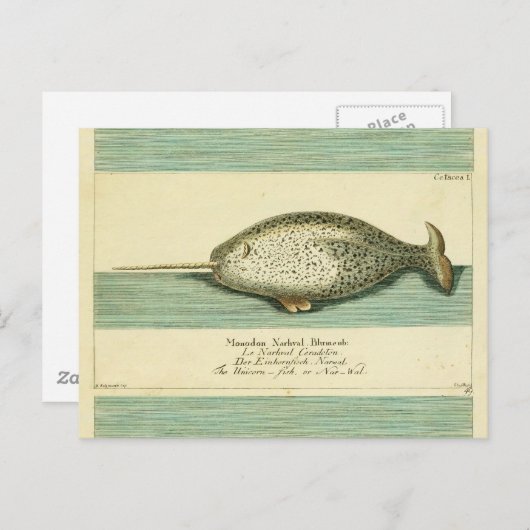 Narwhal Antiek walvis Waterverf Scientific Art Briefkaart (Voorkant / Achterkant)