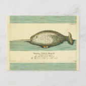 Narwhal Antiek walvis Waterverf Scientific Art Briefkaart (Voorkant)