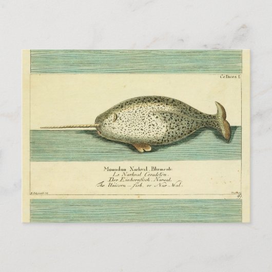 Narwhal Antiek walvis Waterverf Scientific Art Briefkaart (Voorkant)