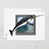 Narwhal Briefkaart (Voorkant / Achterkant)