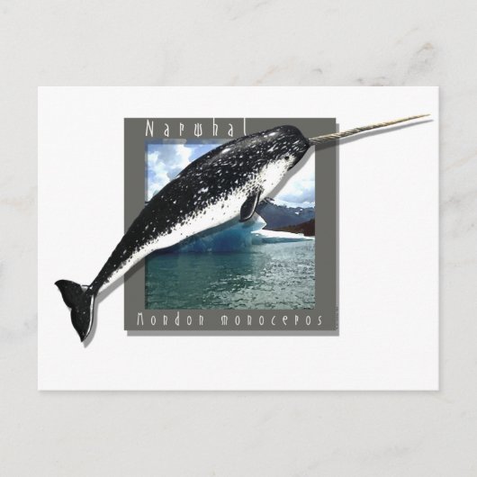 Narwhal Briefkaart (Voorkant)