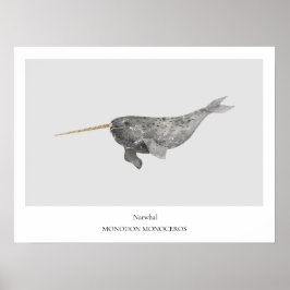 Narwhal Natuurhistorisch Poster
