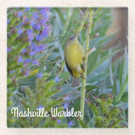 Nashville Warbler Glazen Onderzetter (Voorkant)