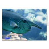 Naso brevirostris (Voorkant Horizontaal)