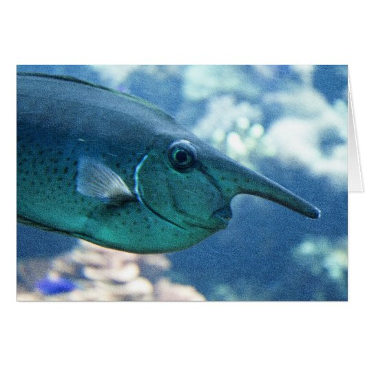 Naso brevirostris (Devant horizontal)