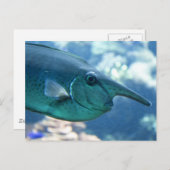 Naso brevirostris briefkaart (Voorkant / Achterkant)