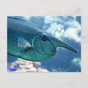 Naso brevirostris briefkaart