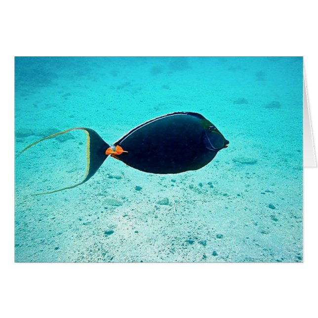 Naso Tang (Devant Horizontal)