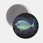 Naso Tang Magneet (Voorkant / Achterkant)