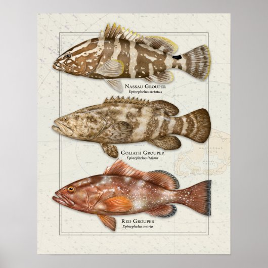 Nassau, Goliath en Red Grouper Poster (Voorkant)