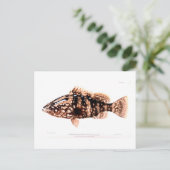 Nassau Grouper Briefkaart (Staand voorkant)