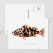 Nassau Grouper Briefkaart (Voorkant / Achterkant)