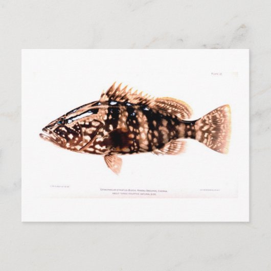 Nassau Grouper Briefkaart (Voorkant)