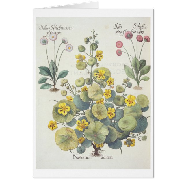 Nasturtia en Daisies: 1.Nasturtium-indicator; 2.B. (Voorkant)