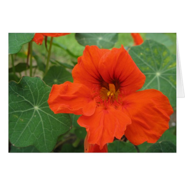 Nasturtium (Voorkant Horizontaal)
