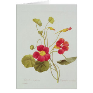 Nasturtium
