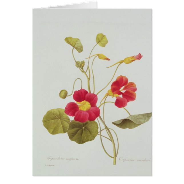 Nasturtium (Voorkant)