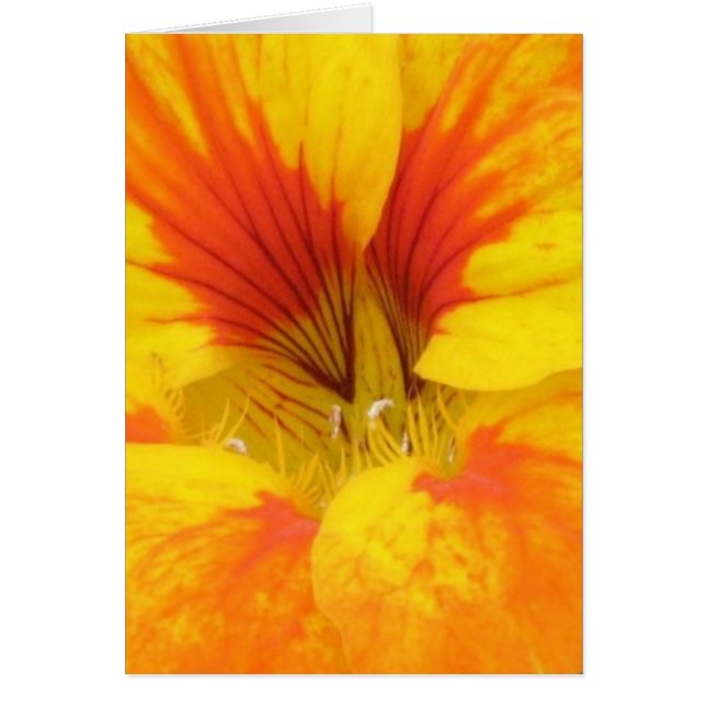 Nasturtium (Devant)