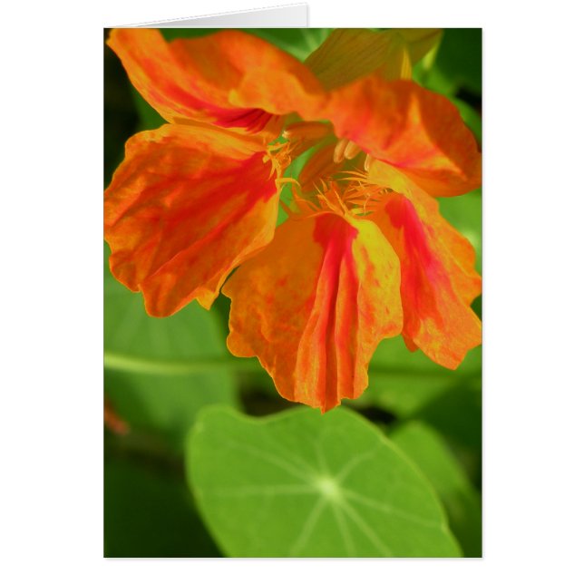 Nasturtium (Voorkant)