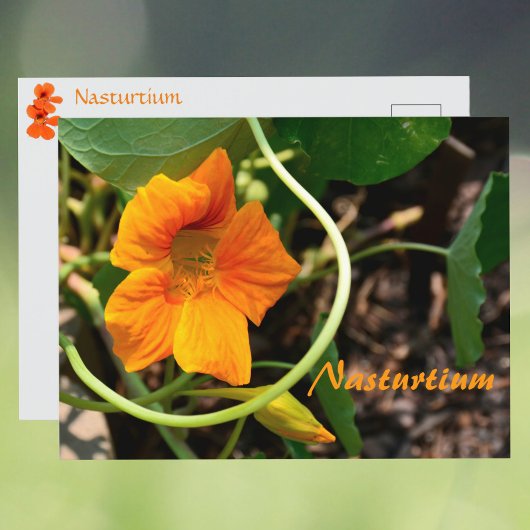 Nasturtium Bloem Fotografisch Botanisch Briefkaart