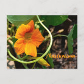 Nasturtium Bloem Fotografisch Botanisch Briefkaart (Voorkant)
