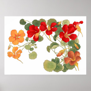 Nasturtium bloem, Japanse ukiyo kunst Poster