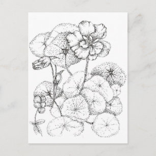 Nasturtium Bloemen Pen en Inkt Tekening Art Briefkaart