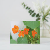 Nasturtium Blooms Briefkaart (Staand voorkant)