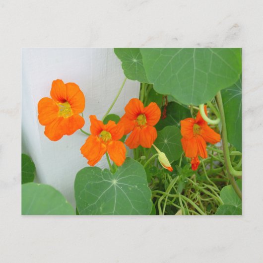Nasturtium Blooms Briefkaart (Voorkant)
